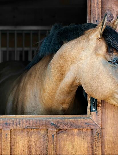 Manege van La Garangeoire: Paardrijden en bosrijke tochten in de Vendée