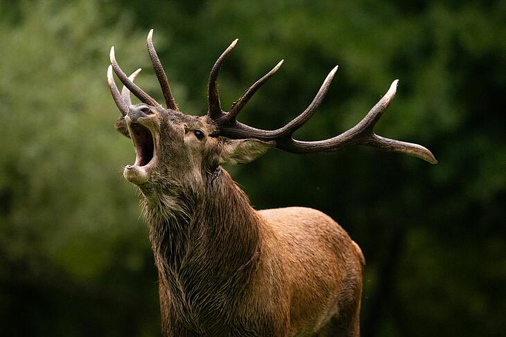 Hert tijdens de bronsttijd in een bos in de Sologne