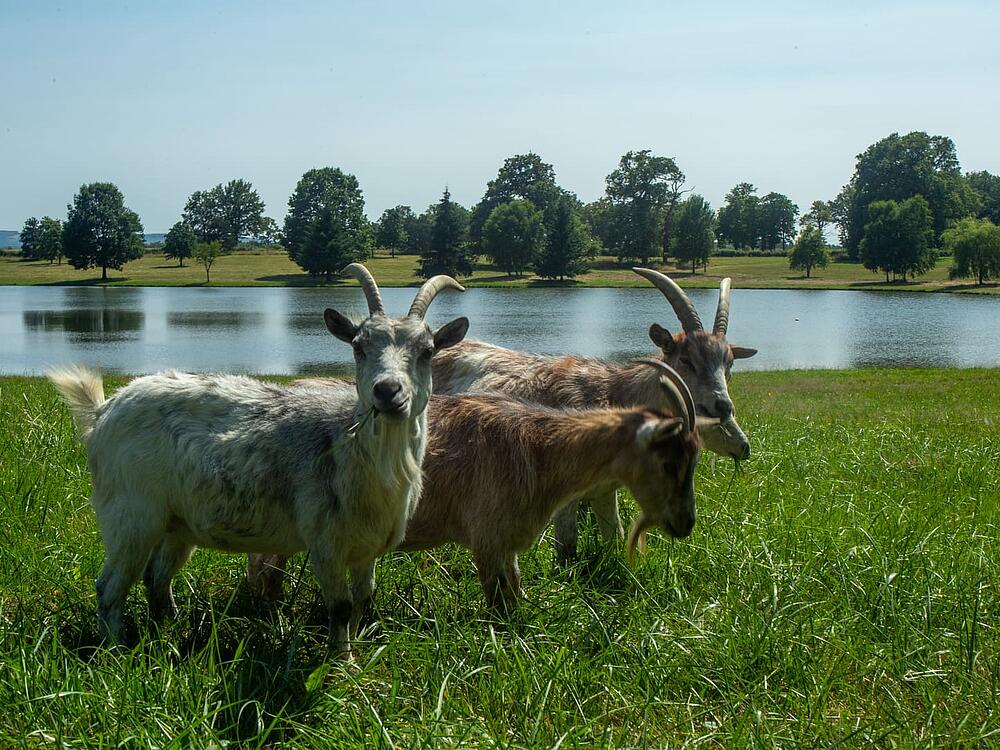 Camping Castel Camping Château de Poinsouze BOUSSAC - BOURG Nieuw-Aquitanië 6