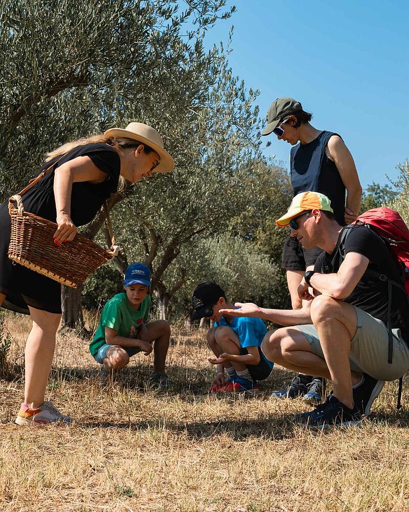 [Translate to Néerlandais:] A family with young boys crouches down in a sunny olive grove to explore the ground, guided by a woman carrying a traditional wicker basket during a summer holiday excursion.