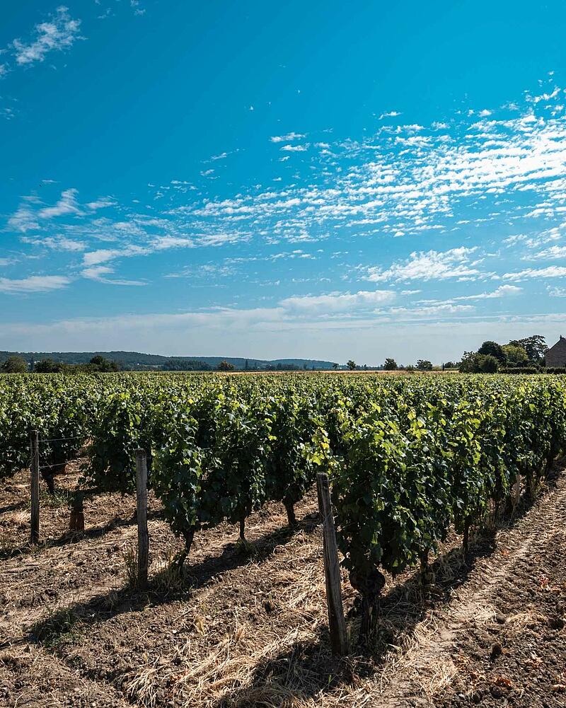 [Translate to Néerlandais:] Long neat rows of vibrant green grapevines under a wide blue sky with wispy white clouds, showcasing a classic French wine country landscape.