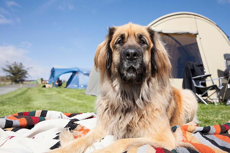 [Translate to Néerlandais:] 