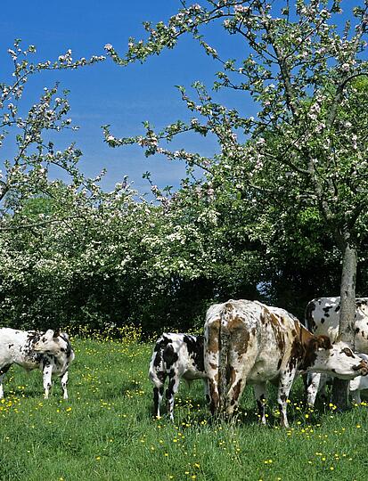 Calvados bezoeken: de mooiste bezienswaardigheden