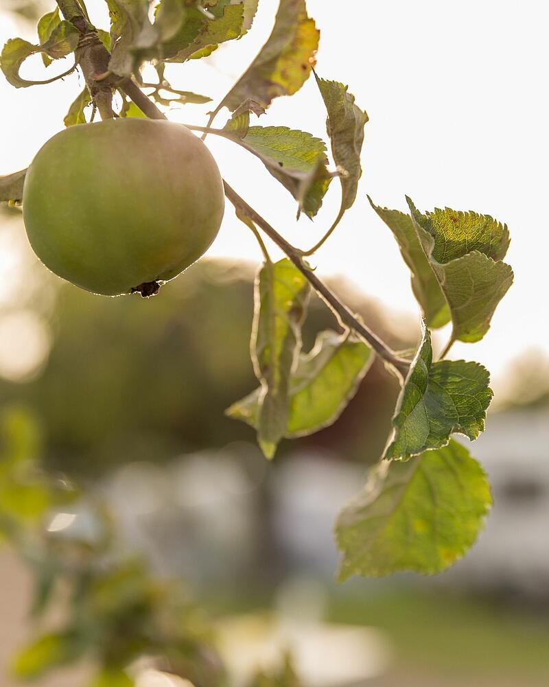 [Translate to Néerlandais:] A close-up shot of a single green apple ripening on a tree branch, beautifully backlit by the sun in the orchards of a Les Castels campsite.